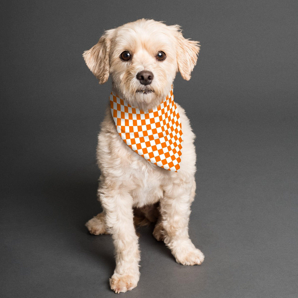 Checkerboard Pet's Scarf